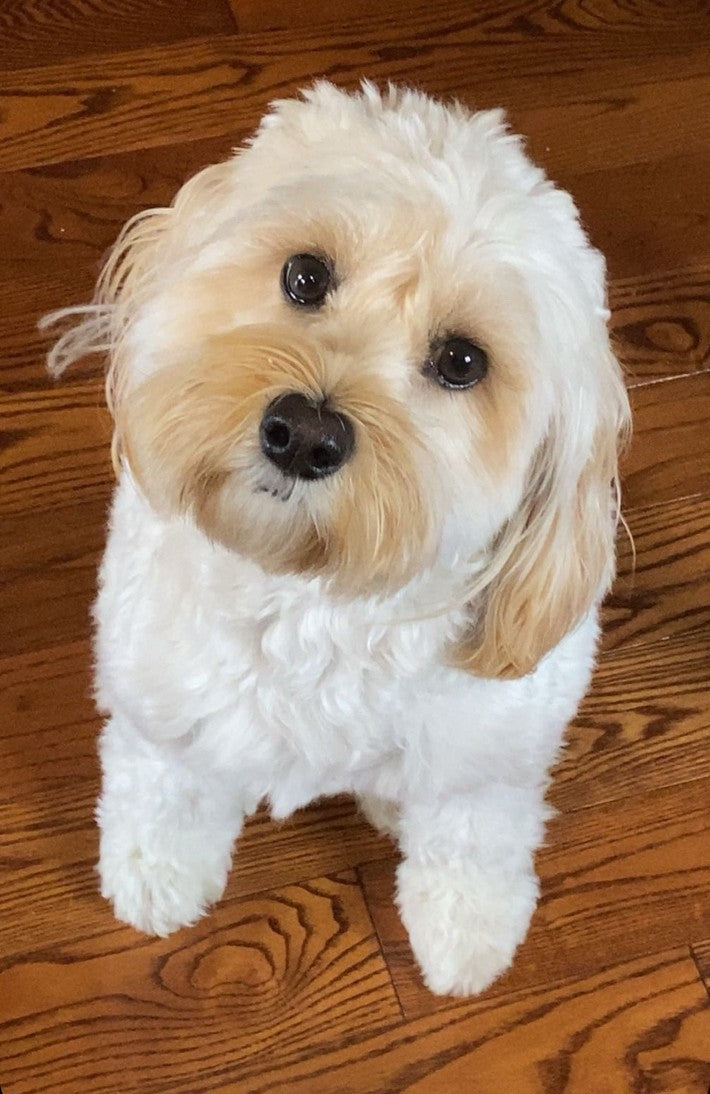 Original pet photo used to create a personalized 3D crystal photo block